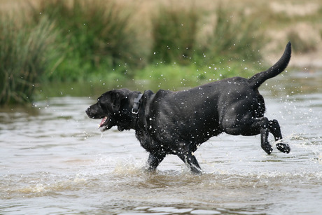 Waterpret