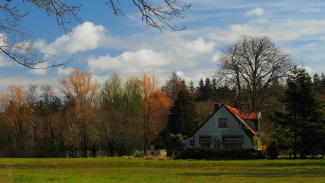 Open plek in het bos