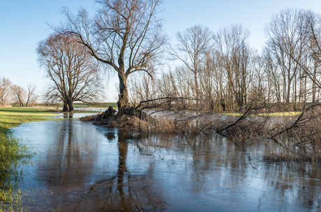 Winter in de Biesbosch