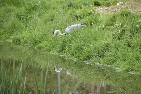 Reiger kijkt water spiegel 