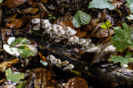 paddenstoelen op boomstammetje