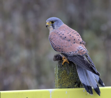 Torenvalk met prooi.