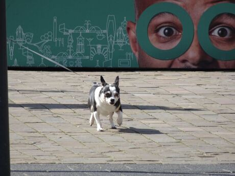 Hondje in Rotterdam Centrum