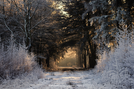 winter wandeling