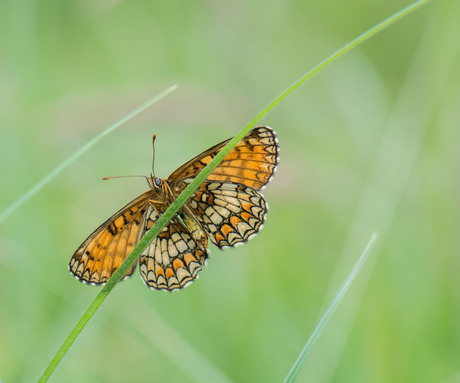 Hoge Veluwe