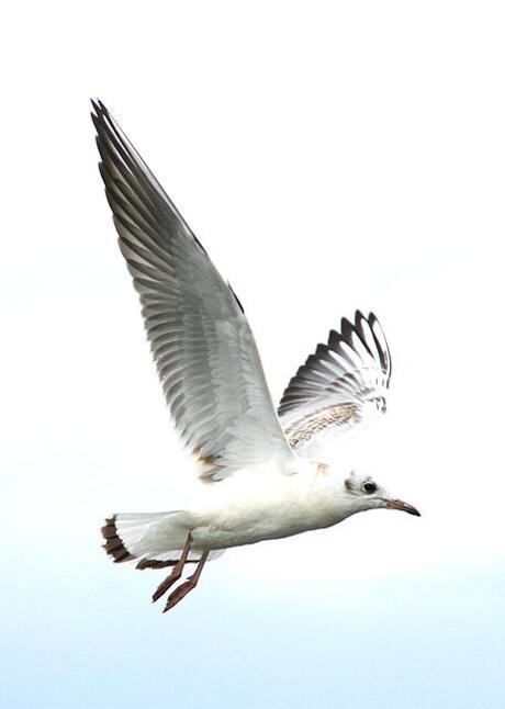 Zo vrij als een vogel