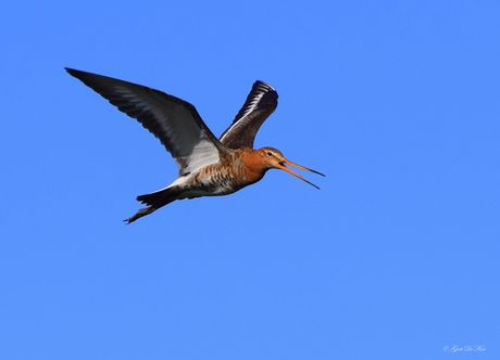 Grutto in vlucht