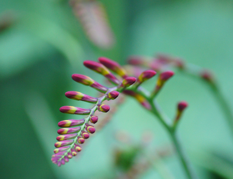 luciferplant nog mooi in knop