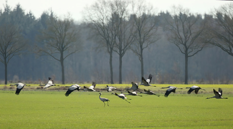 Kraanvogels