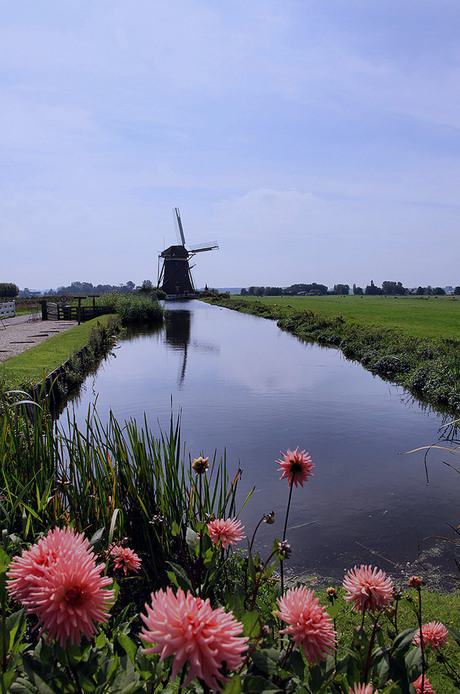 Holland beauty