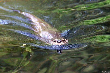 05_2018 Wildpark Gangelt Duitsland