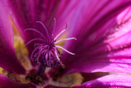reiken naar het zonlicht