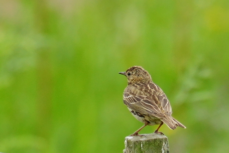 een vogel