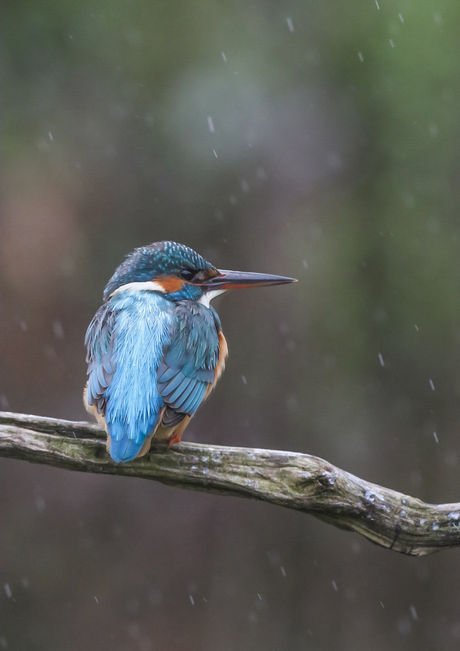 Ijsvogel