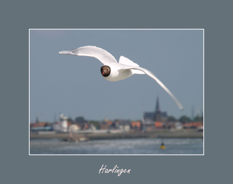 harlingen