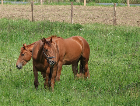 Mooie paarden.