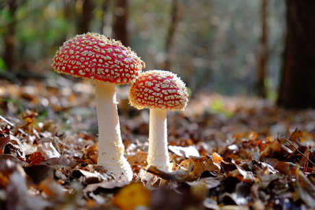 Duo rood met witte stippen