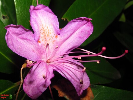 Macro Flower