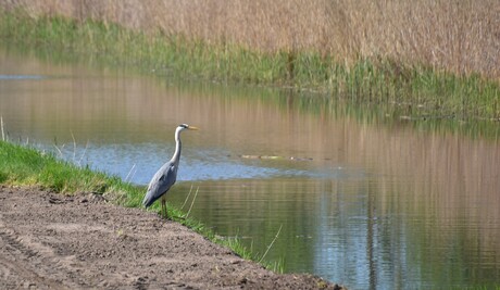 de reiger