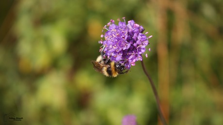 Bloemetje en een bijtje.