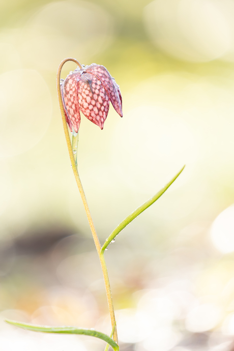 Kievitsbloem: lente!