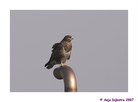 Buizerd