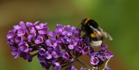 Aardhommel op vlinderstruik.