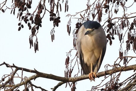 Kwak in de stad deel 2
