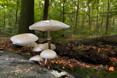 Porceleinzwammetjes.