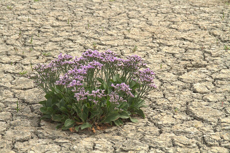 Lamsoor op droog stuk Waddenzee