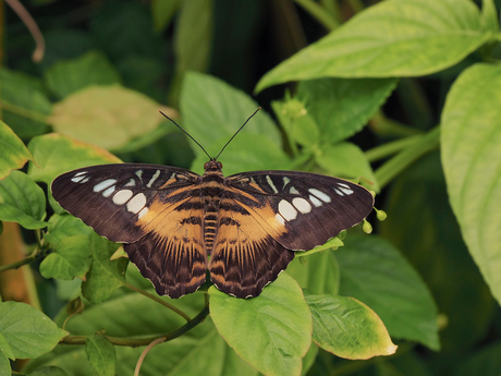 Parthenos sylvia