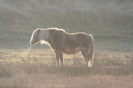 Paard