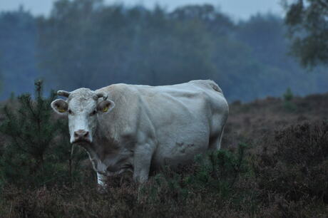 Charolais-rund