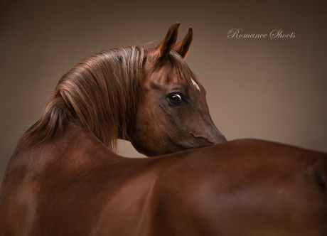 Arabian horse gucci