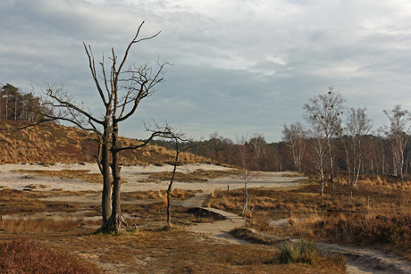 Brunssummerheide