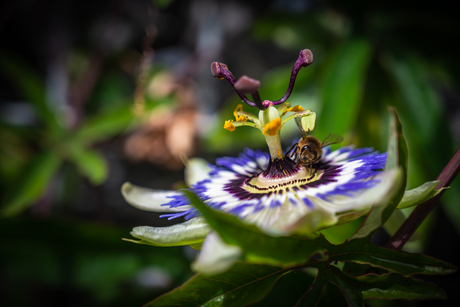 Passiebloem met bij