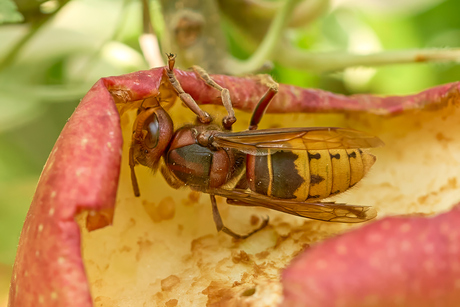 Een appeltje voor de dorst