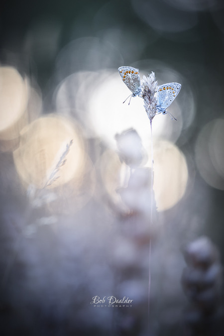 Kiss the sun - Nadat ik ze overdag al had zien vliegen ben ik 's avonds teruggegaan naar het veldje en trof ik ze in rust aan. 

"May the wings of the butterfly kis - foto door bobphoto op 18-07-2022 - deze foto bevat: vlinder, seizoen, zomer, icarus blauwtje, ondergaande zon, natuur, romatisch, licht, zon, liefde, nederland, den helder, canon, canon eos 6d mark ii, ef100mm f/2.8l macro is usm, iso 250, diafragma ƒ/2.8, sluitertijd 1/125s, brandpuntafstand 100mm, atmosfeer, bestuiver, insect, vlinder, geleedpotige, organisme, motten en vlinders, plant, vleugel, flitsfotografie