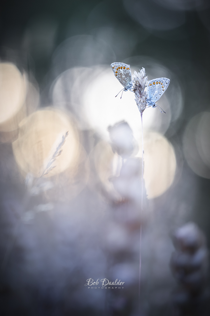 Kiss the sun - Nadat ik ze overdag al had zien vliegen ben ik 's avonds teruggegaan naar het veldje en trof ik ze in rust aan. 

"May the wings of the butterfly kis - foto door bobphoto op 18-07-2022 - deze foto bevat: vlinder, seizoen, zomer, icarus blauwtje, ondergaande zon, natuur, romatisch, licht, zon, liefde, nederland, den helder, canon, canon eos 6d mark ii, ef100mm f/2.8l macro is usm, iso 250, diafragma ƒ/2.8, sluitertijd 1/125s, brandpuntafstand 100mm, atmosfeer, bestuiver, insect, vlinder, geleedpotige, organisme, motten en vlinders, plant, vleugel, flitsfotografie