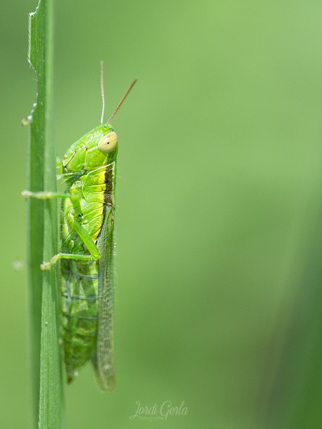 Sprinkhaan/grasshopper