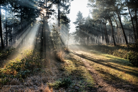 Het licht in het bos.