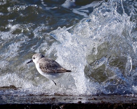 Drieteensstrandloper