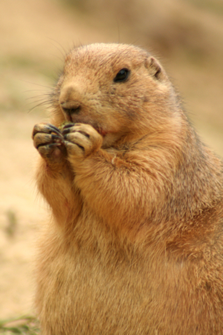 prairyhondje aan het eten