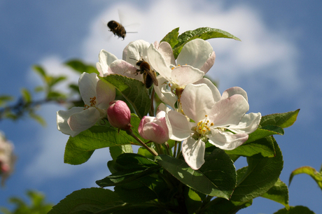 Appelboom