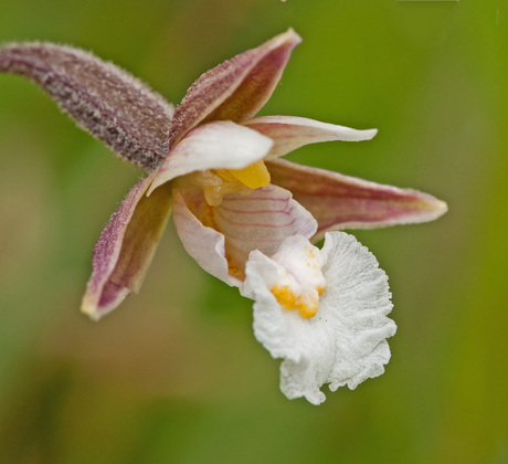 Moeraswespenorchis.