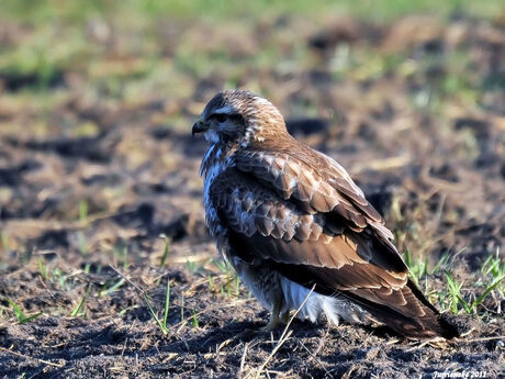 buizerd 3