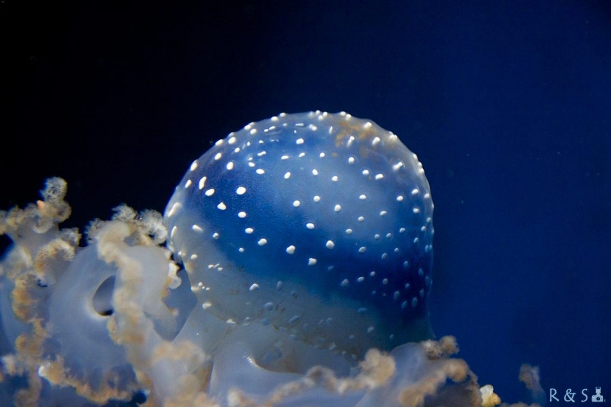 Blauwpuntkwal (Phyllorhiza punctata) - foto van Ruud73 - Dieren ..., حجم الصورة 1200x800