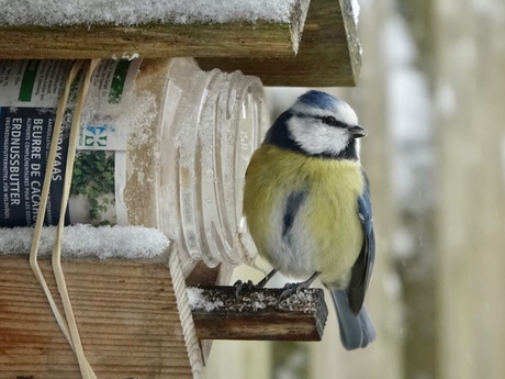 Hongerig door de sneeuw 2