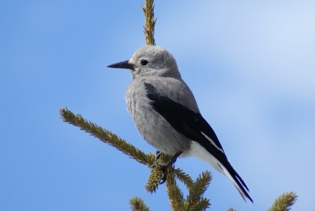 Clark's Nutcracker