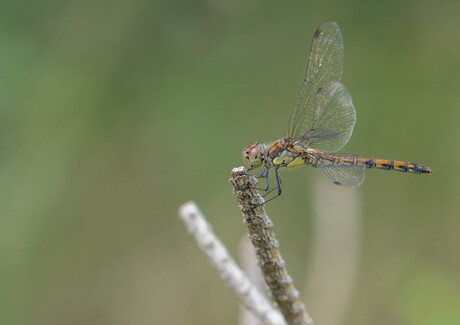 Bruinrode Heidelibel